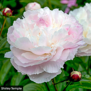 The Works– Peony Collection