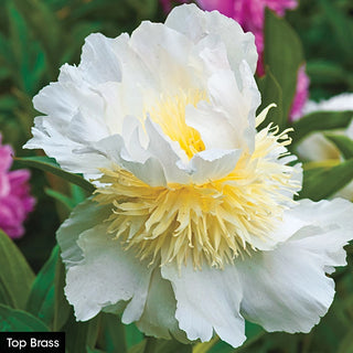 The Works– Peony Collection