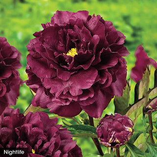 The Works– Peony Collection