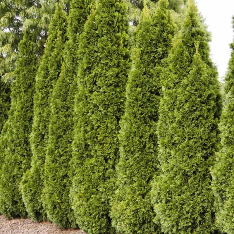 Buy Emerald Green Arborvitae Hedge for Sale | Spring Hill Nurseries ...