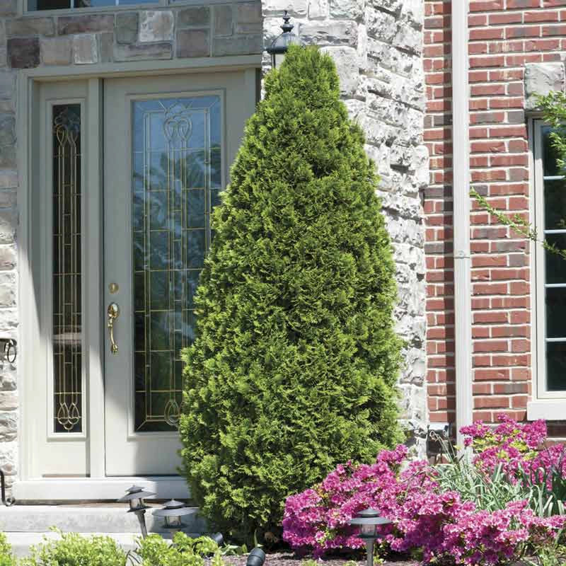 planting emerald green arborvitae next to house Buy Emerald Green Arborvitae Hedges