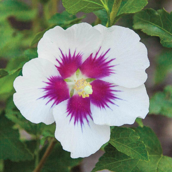 Red Heart Hibiscus | Rose of Sharon