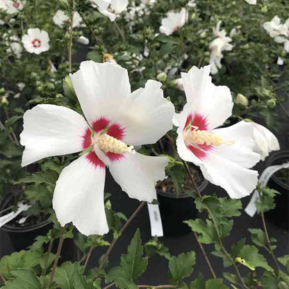 Red Heart Hardy Hibiscus Standard