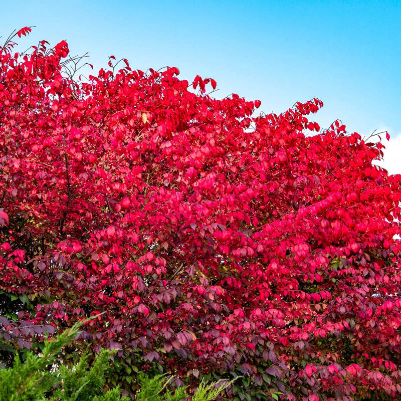 Dwarf Burning Bush Hedge