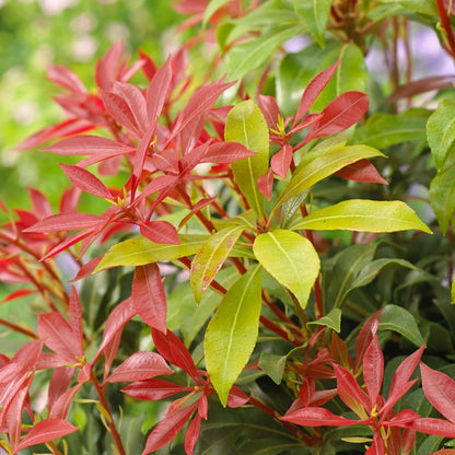 Mountain Fire Pieris