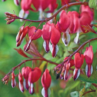 Valentine Bleeding Heart (Dicentra Spectabilis)