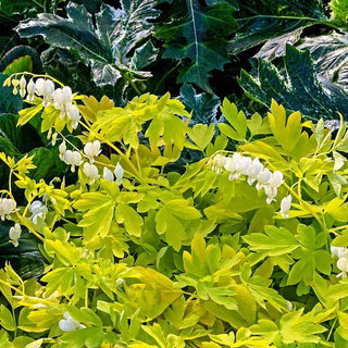 White Gold Bleeding Heart (Dicentra)