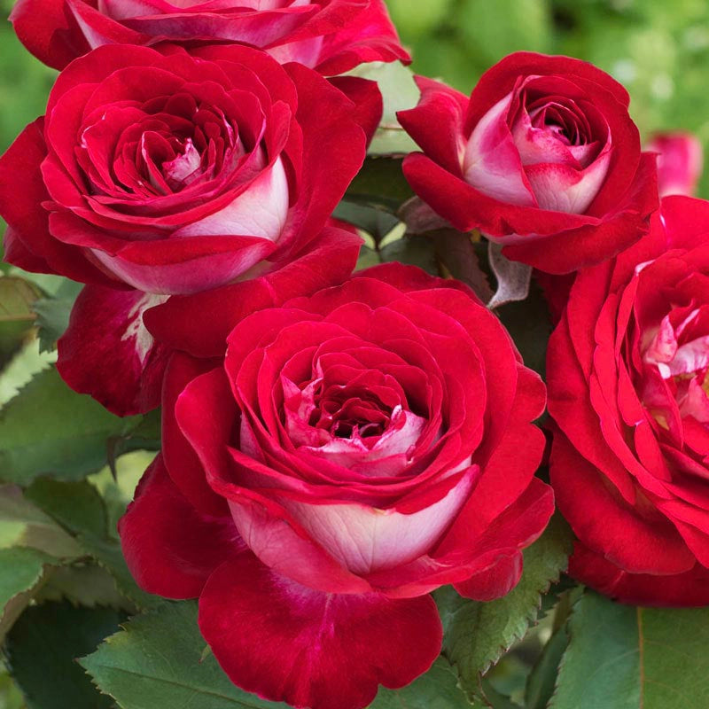 Freshly Picked Love In Rose Bush Seeds - 50 Or 100 Count - Free Shipping From USA