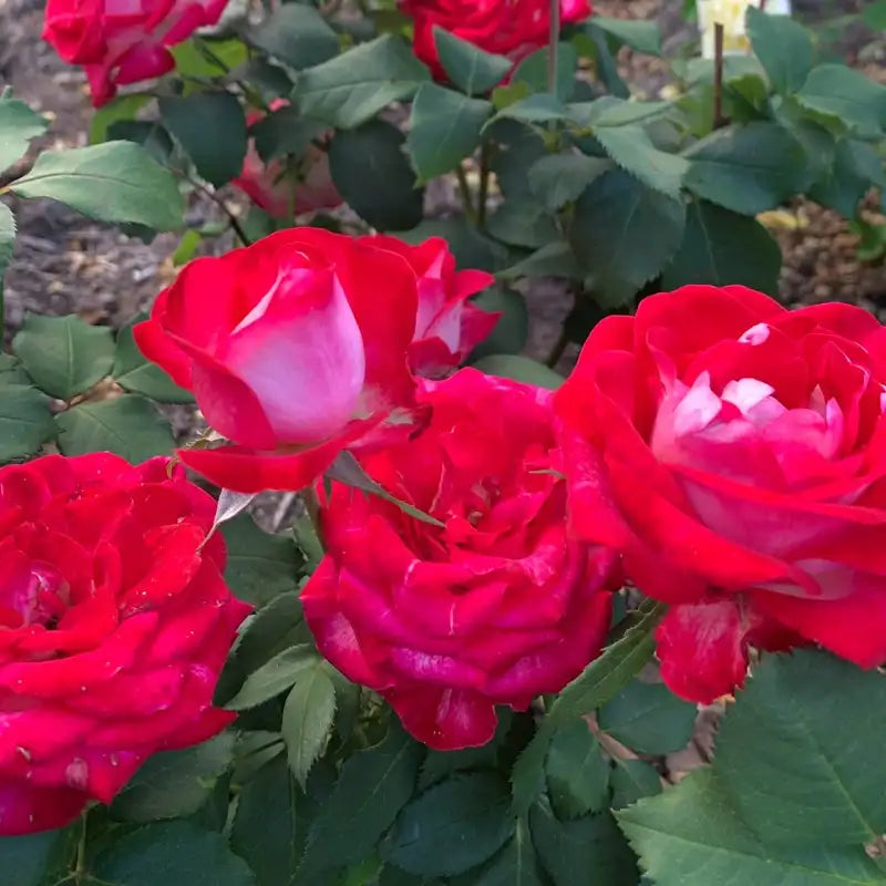 Love at First Sight Hybrid Tea Rose