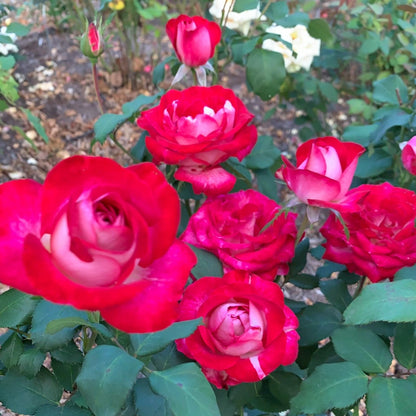 Love at First Sight Hybrid Tea Rose