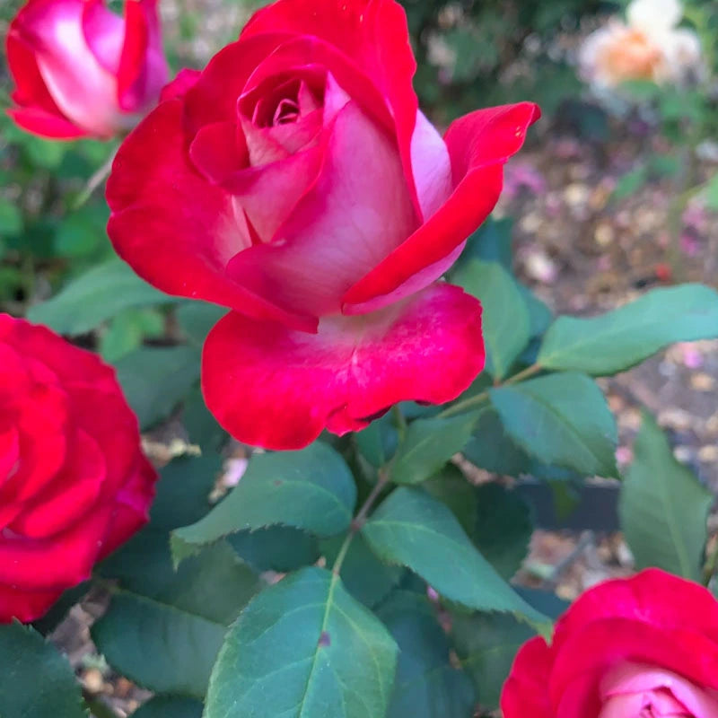 Love at First Sight Hybrid Tea Rose