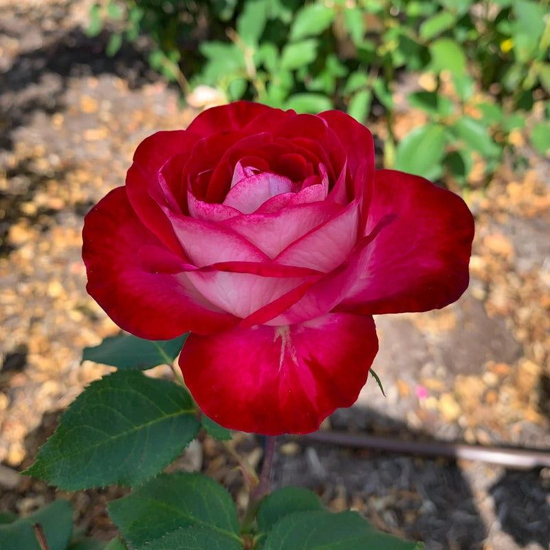 Love at First Sight Hybrid Tea Rose