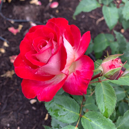 Love at First Sight Hybrid Tea Rose