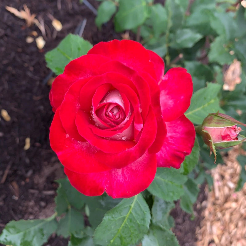 Love at First Sight Hybrid Tea Rose