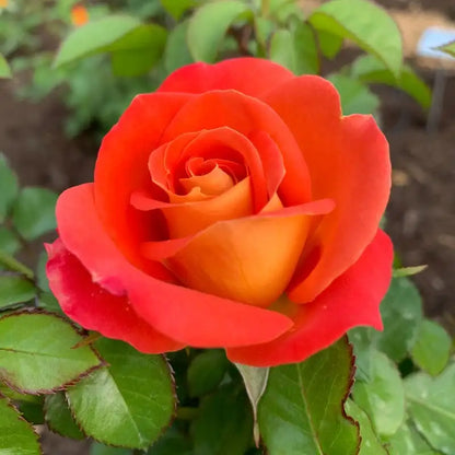 Burst of Joy™ Floribunda Rose