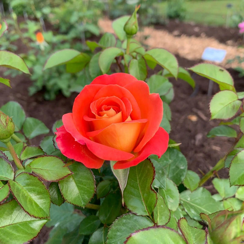 Burst of Joy™ Floribunda Rose