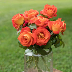 Burst of Joy Floribunda Rose | Spring Hill Nurseries