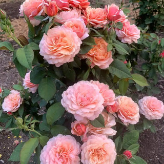 State of Grace™ Grandiflora Rose