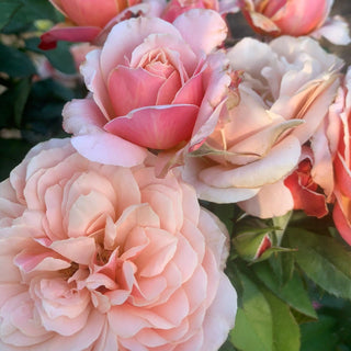 State of Grace™ Grandiflora Rose