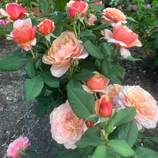 State of Grace™ Grandiflora Rose