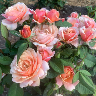 State of Grace™ Grandiflora Rose