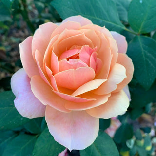 State of Grace™ Grandiflora Rose