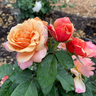 State of Grace™ Grandiflora Rose