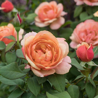 State of Grace™ Grandiflora Rose
