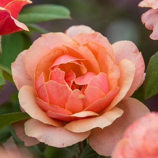 State of Grace™ Grandiflora Rose