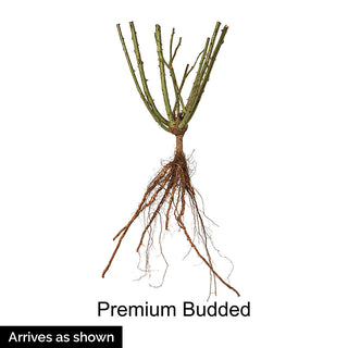 Ebb Tide™ Floribunda Rose