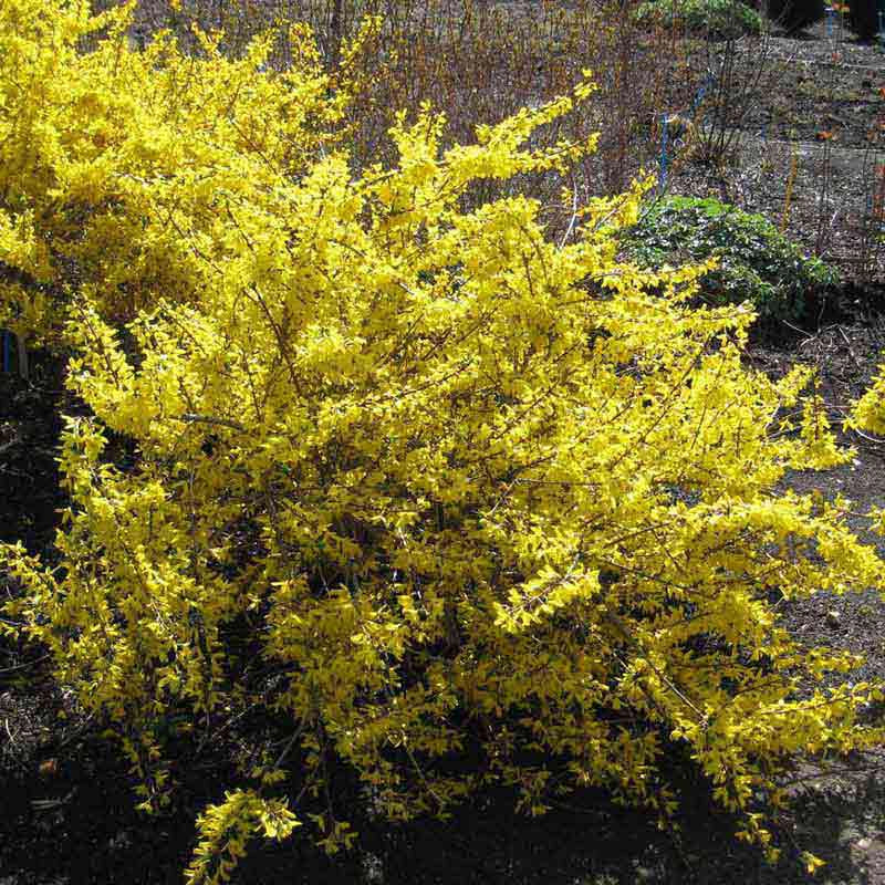 Forsythia Magical® Gold