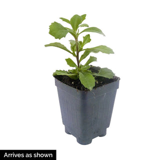 Surdiva Light Blue Scaveola