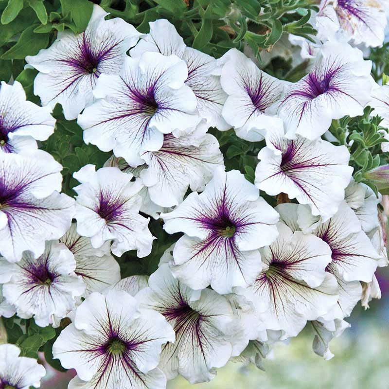 Vista Silverberry Supertunia® PW