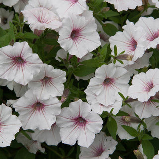 Vista Silverberry Supertunia® PW