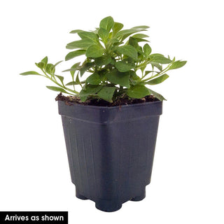 Vista Silverberry Supertunia® PW