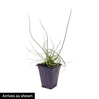 Big Twister Juncus