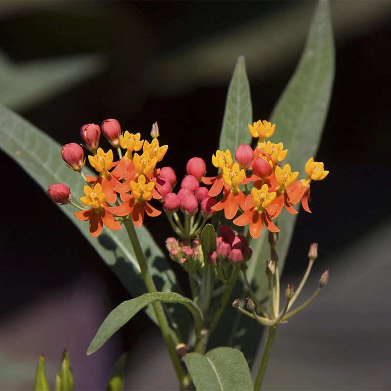 Orange Milkweed