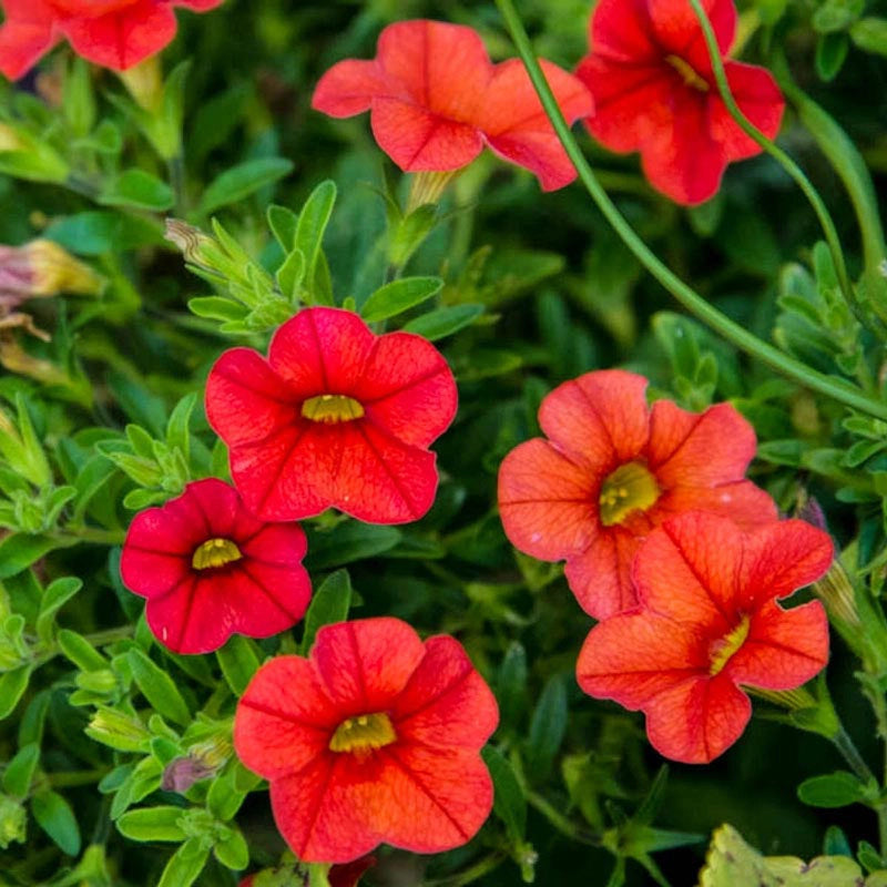 Noa™ Papaya Calibrachoa