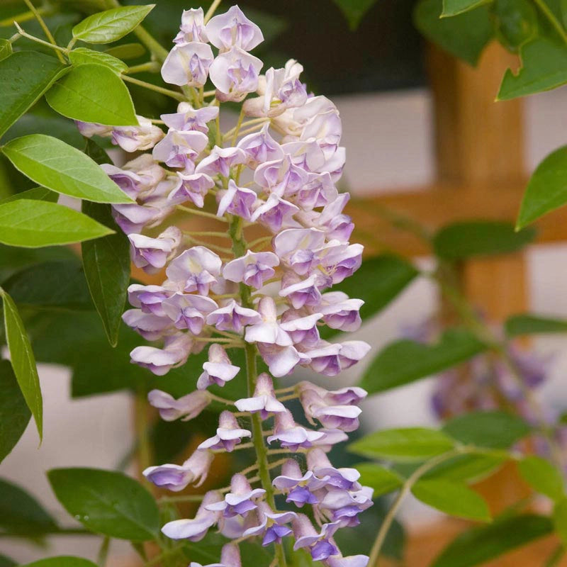 Summer Cascade™ Wisteria