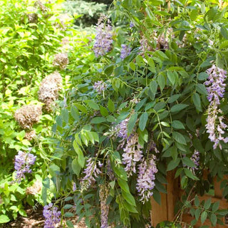 Summer Cascade™ Wisteria