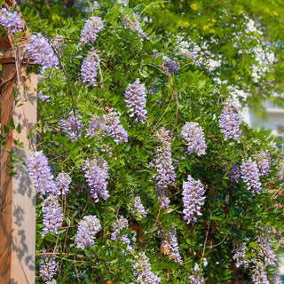 Summer Cascade™ Wisteria