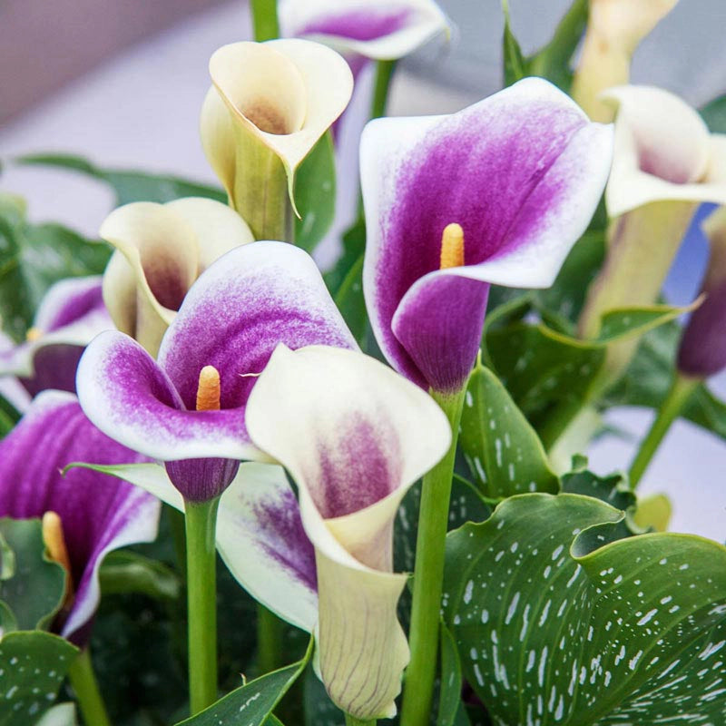 Picasso Calla Lily