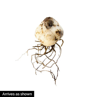 Forever Susan Asiatic Lily