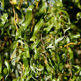 Corkscrew Willow Tree