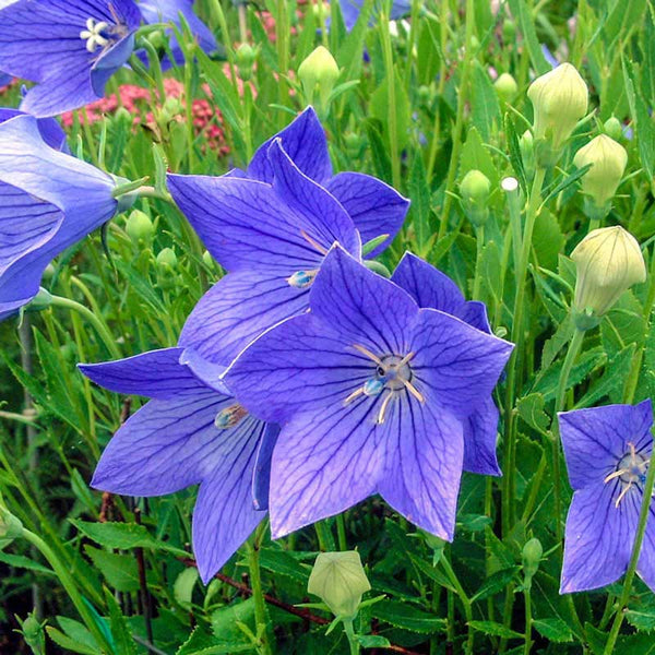Balloon flower Balloon flower