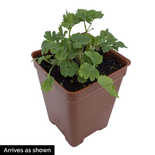 Kirigami™ large-flowered Columbine