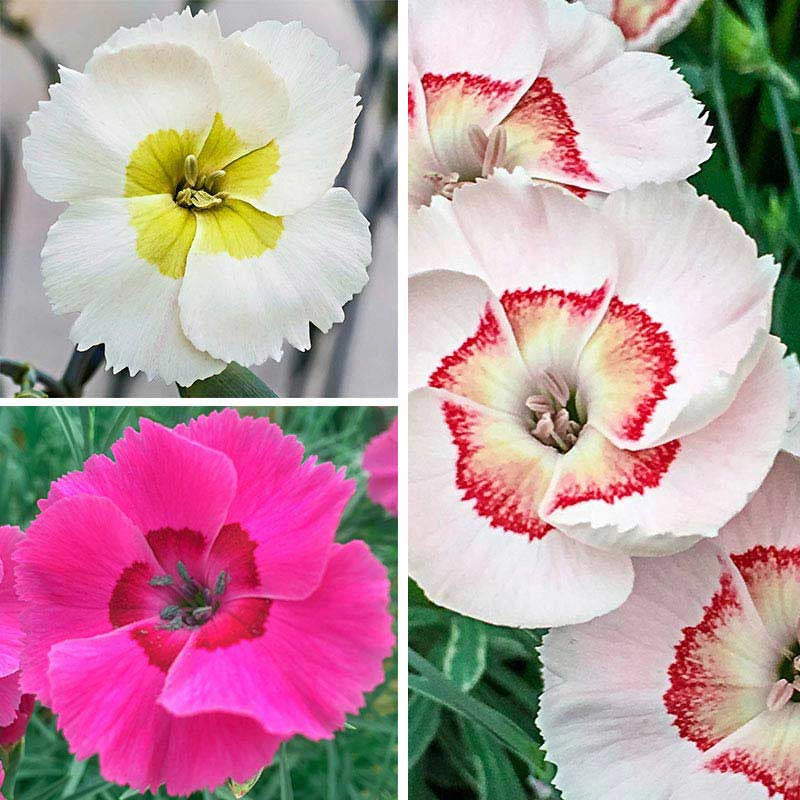 American Pie™ Dianthus Trio