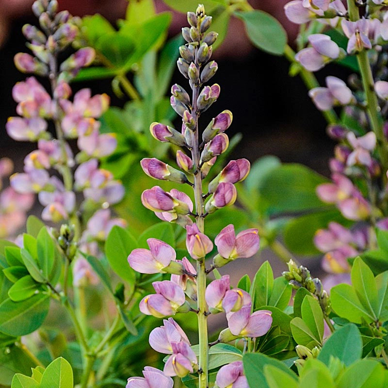 Pink Truffles Baptisia