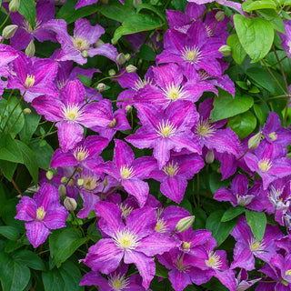 Clematis Jolly Good