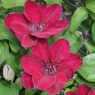 Clematis Zosia